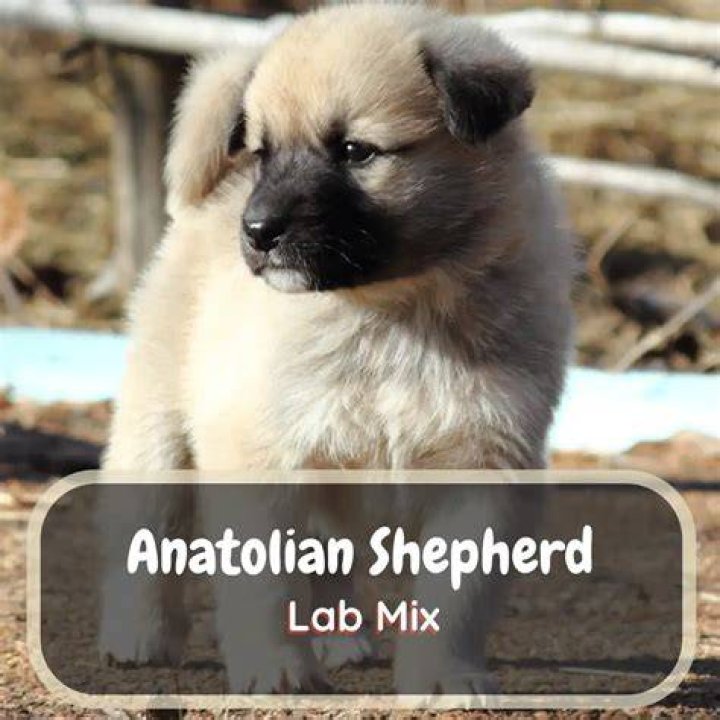 Anatolian Shepherd Lab Mix - How To Discuss
