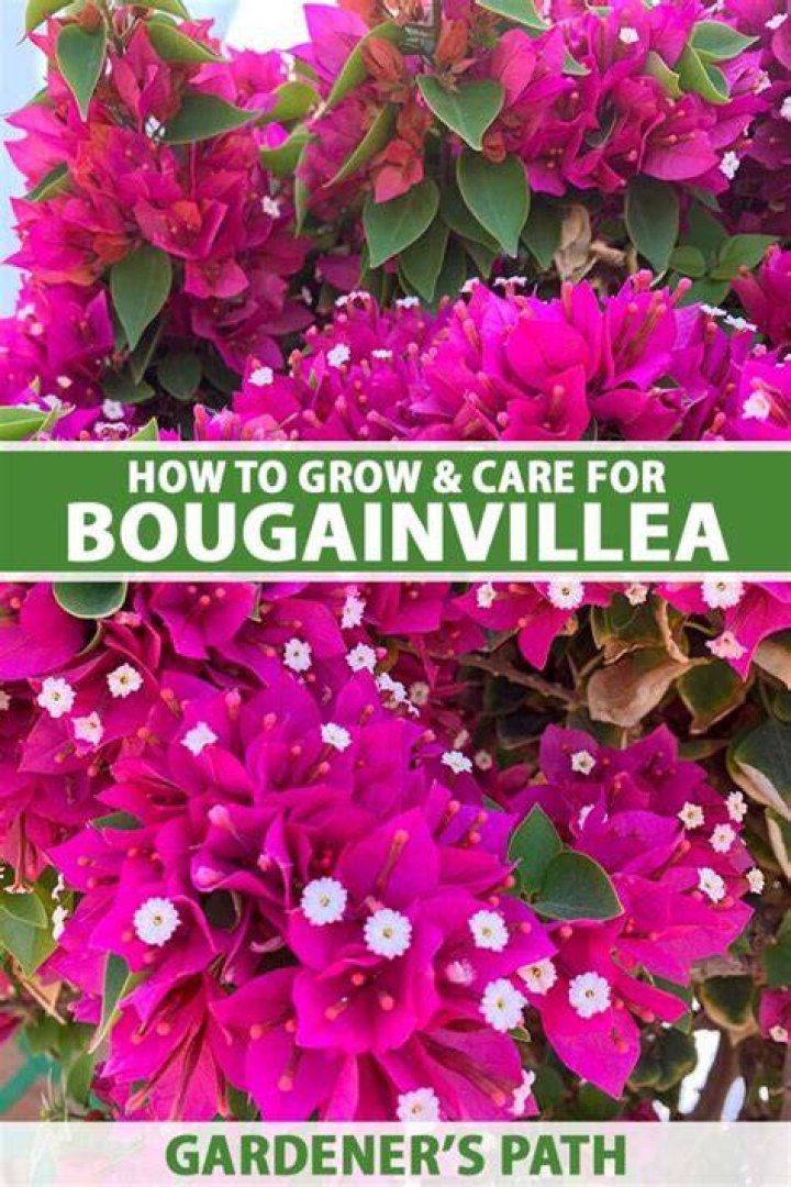 Bougainvillea In Minnesota - How To Discuss