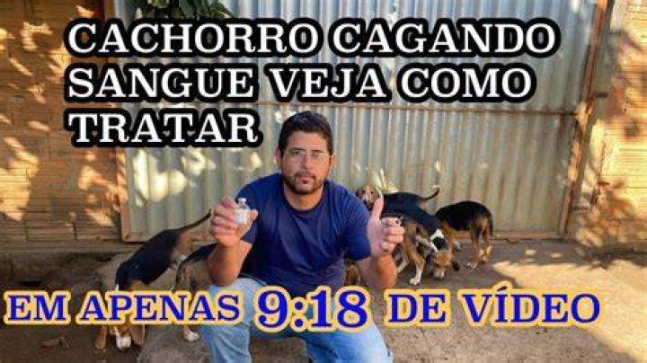 Cachorro Cagando Sangue - How To Discuss