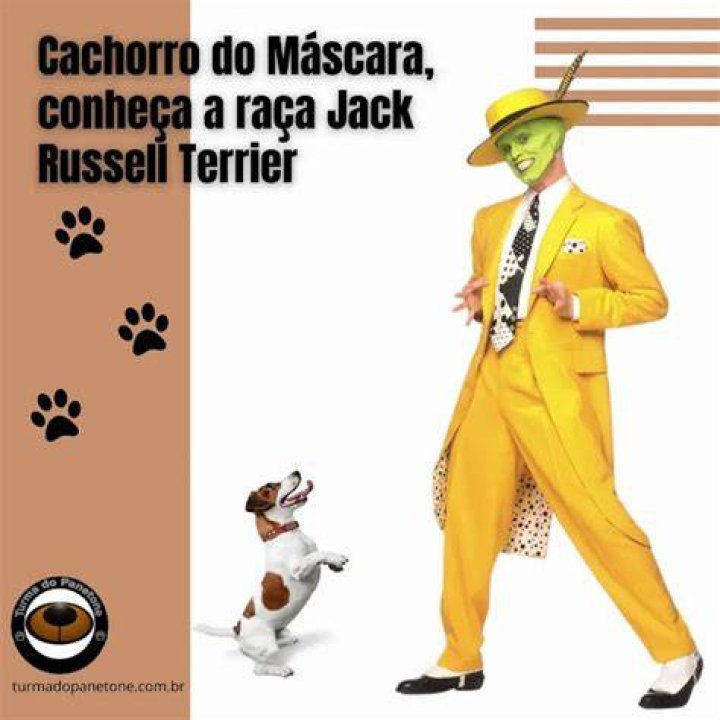 Cachorro Do Mascara - How To Discuss