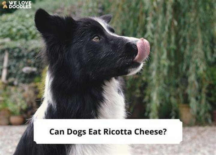 Can Dogs Eat Ricotta Cheese