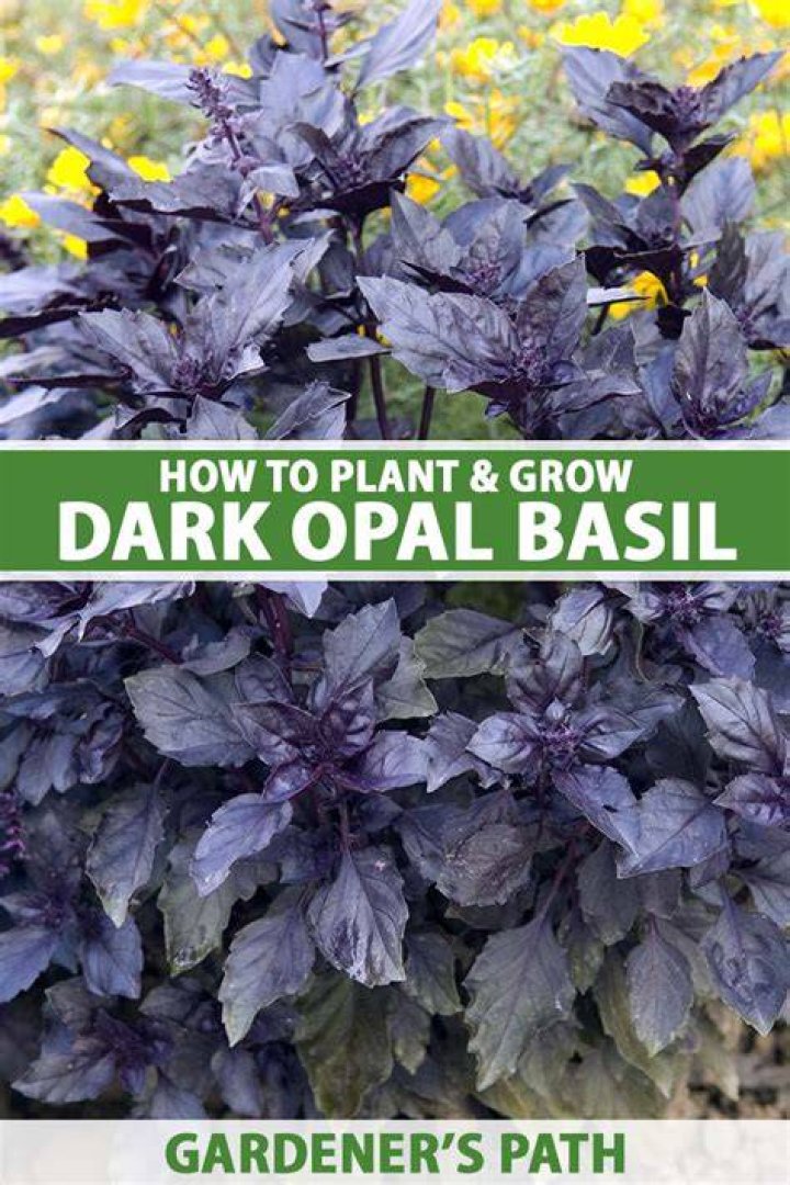 Dark opal basil - How To Discuss