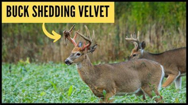 Deer Shedding Velvet Painful - How To Discuss