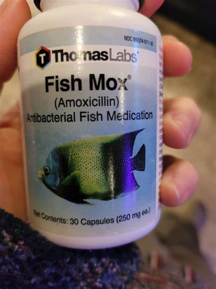 Fish Mox Petco - How To Discuss