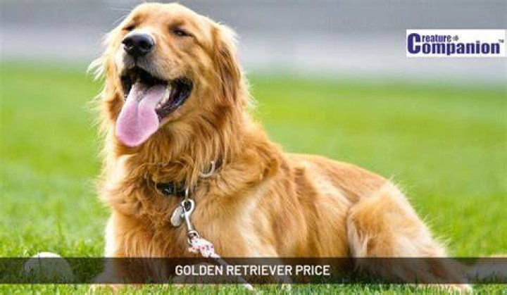 Golden Retriever Prezzo - How To Discuss