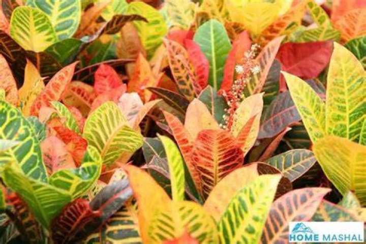 Green and yellow leaf plant