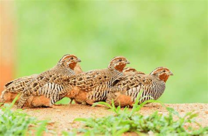 Group Of Quail - How To Discuss