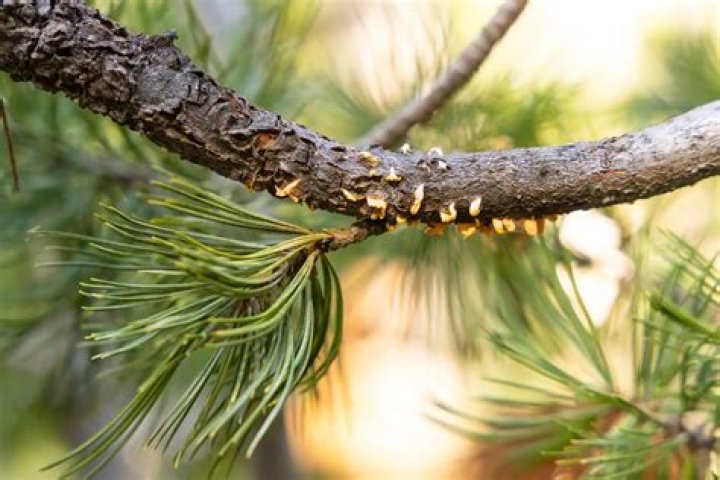 Pine tree diseases - How To Discuss