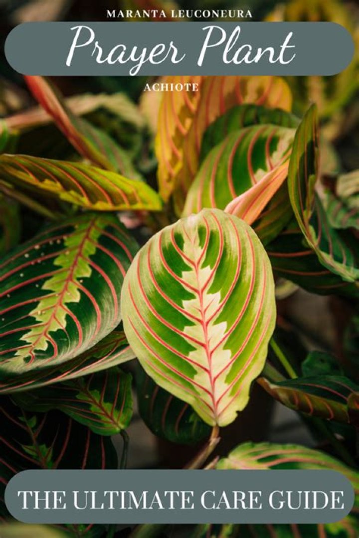 Prayer plant flower - How To Discuss