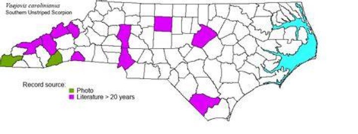 Scorpions In Nc - How To Discuss