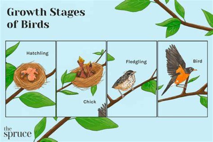 Sparrow Fledgling - How To Discuss