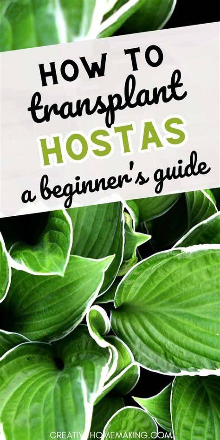 Transplanting Hostas - How To Discuss