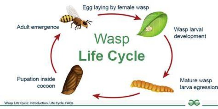 Wasp lifespan - How To Discuss
