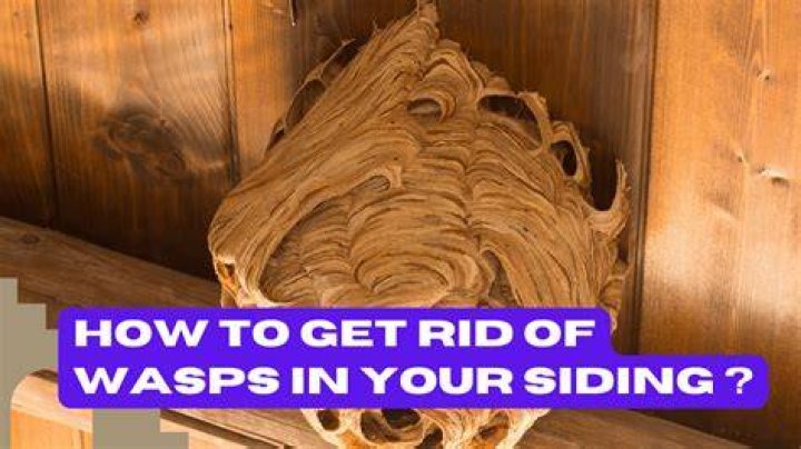 Wasps In House Siding - How To Discuss