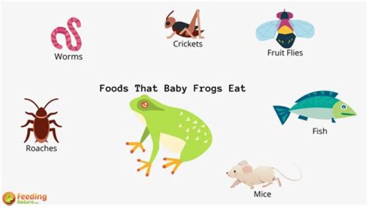 What Do Baby Frogs Eat