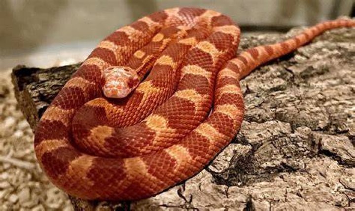 WHAT IS THE BEST SNAKE FOR A PET?